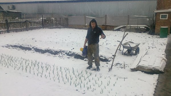 Пора сажать картошку