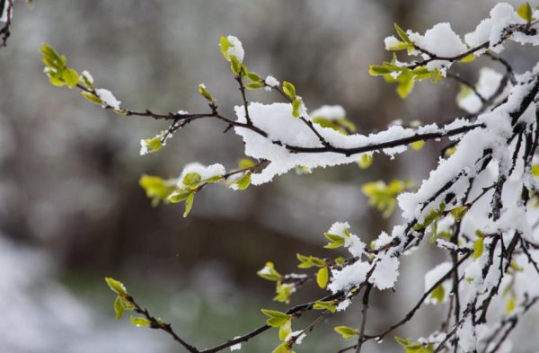 Снег апрель природа