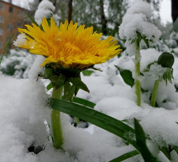 Снег в мае картинки