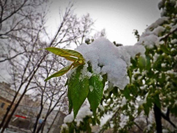 Майский снег