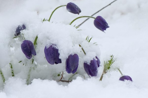 Майский снег Ахматова