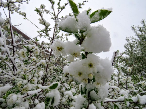 Майский снегопад