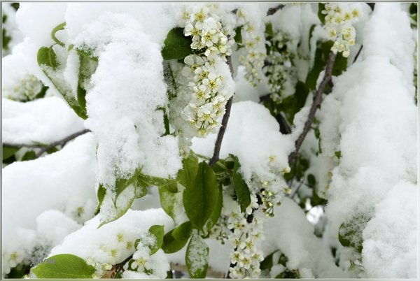 Черёмуха цветёт к похолоданию