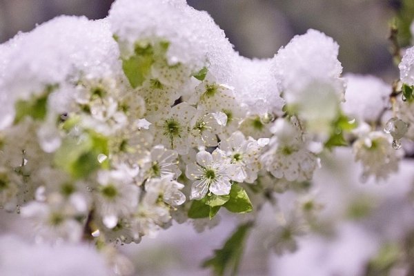 Майский снегопад