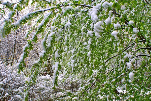 Май Весна снег