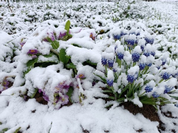 Майский снег