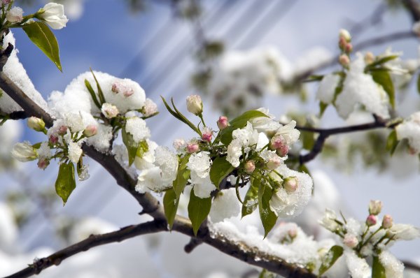 Май Весна снег