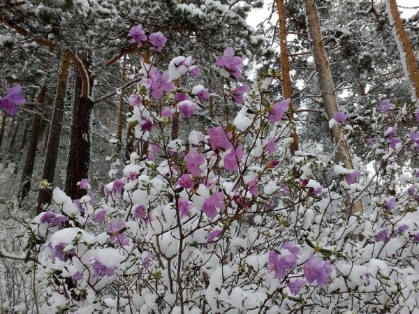 С первым майским снегом