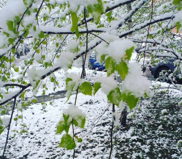 Майский снегопад