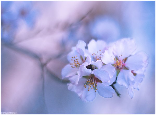 С первым снегом мая