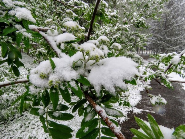 Снег в мае картинки