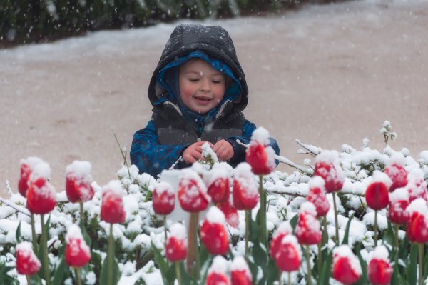 Фотосессия с тюльпанами в снегу