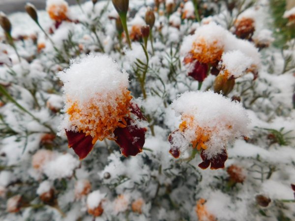 Выпал снег (а.Кругликов-с.Рыжов)