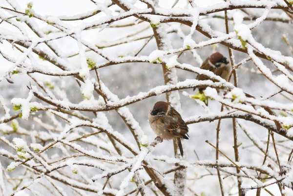 Птицы весной апрель в снегу