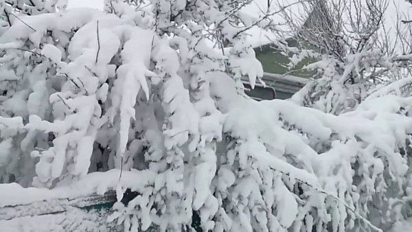 Апрельская вьюга