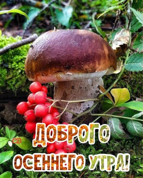 Доброе утро грибы