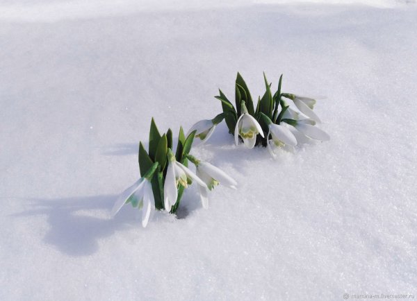 Подснежники эдельвейсы