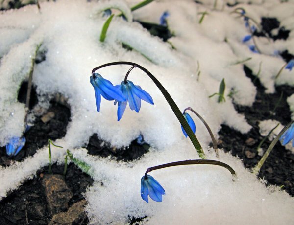 Ольга Чюмина Подснежник