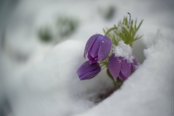 Цветок апрельский снег