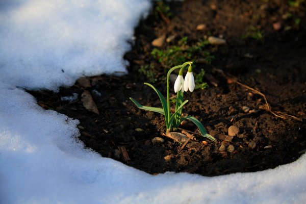 Снег с проталинами