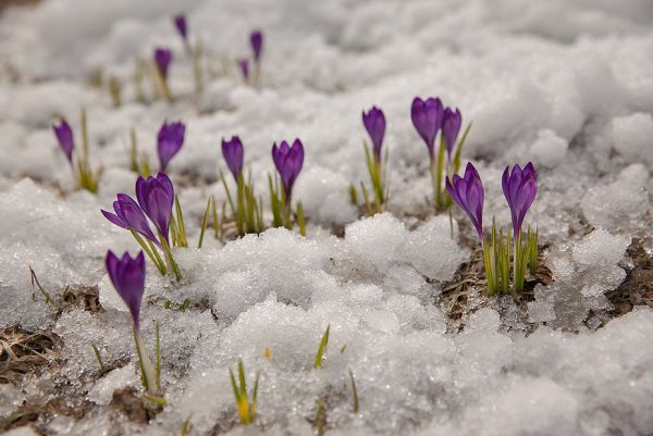 Весенние первоцветы крокусы