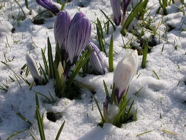 Подснежники зимой