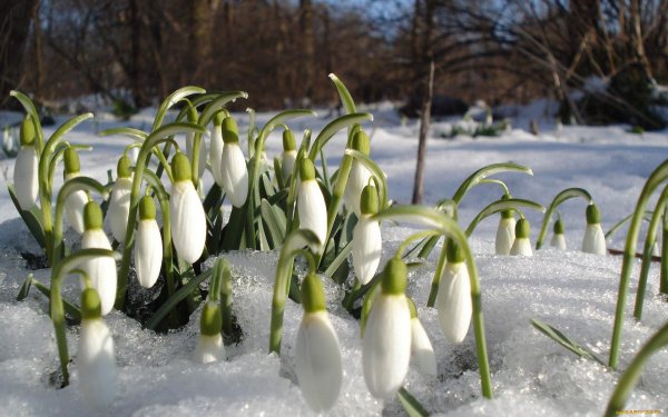 Февраль почти Весна