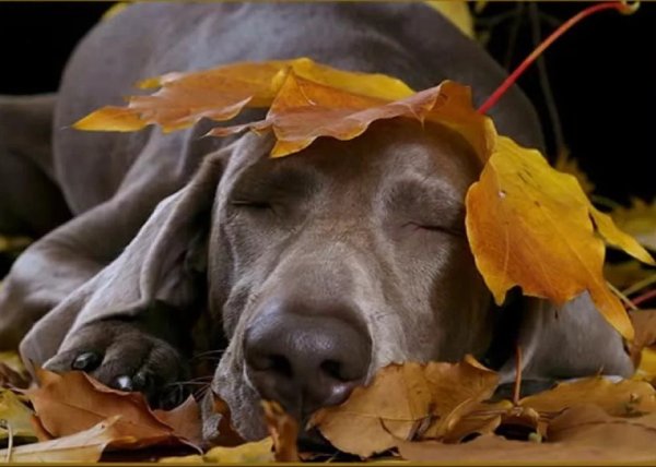 Спокойной ночи осенняя природа