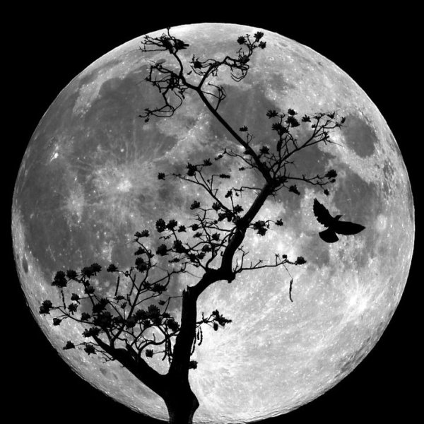 Лунный пейзаж черно белый