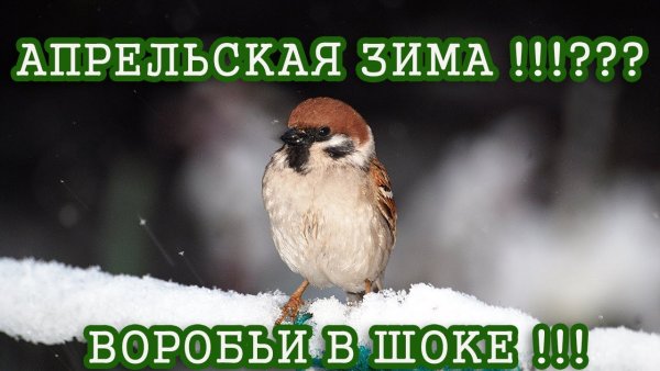 Зима вернулась в апреле