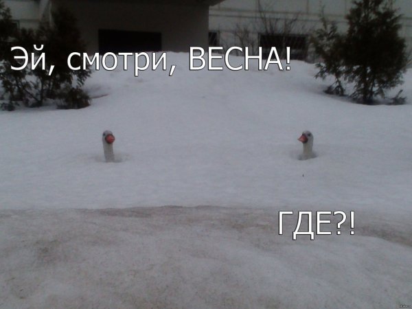 Шутки про снежную весну