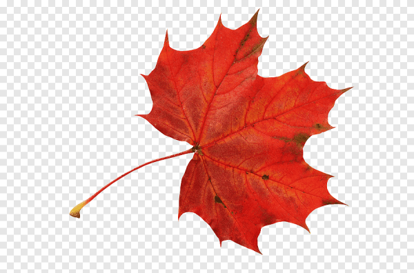 Осенние листья картинки