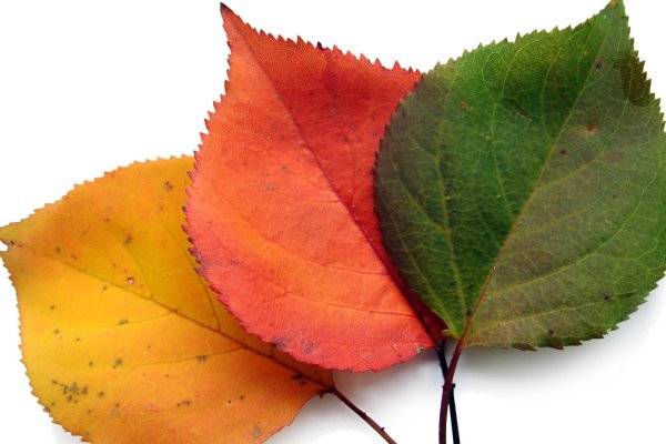 Осенние листья