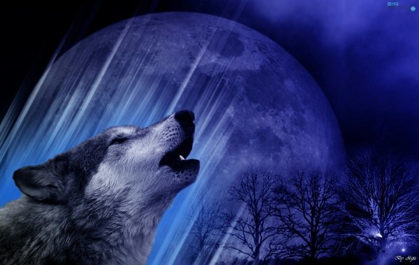 Красивые обои с волками