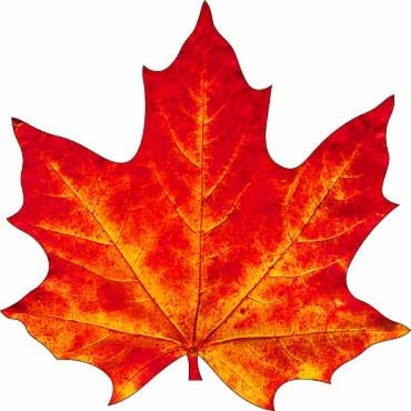 Кленовый листок