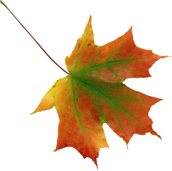 Осенний кленовый листок