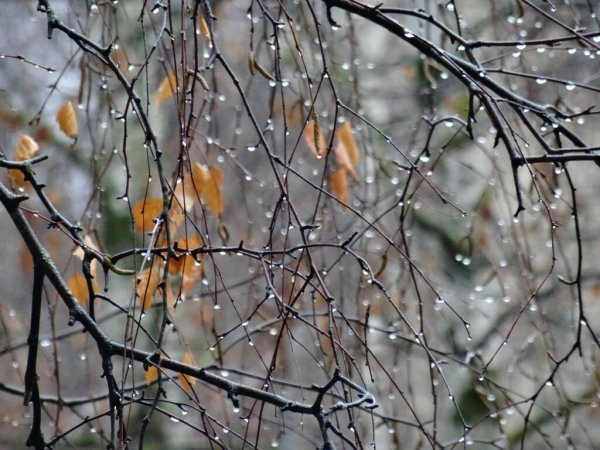 Ноябрь последний месяц осени