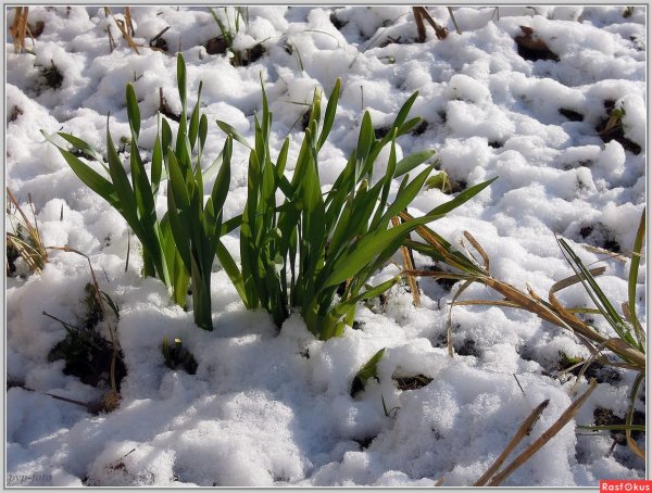 Апрельский снежок