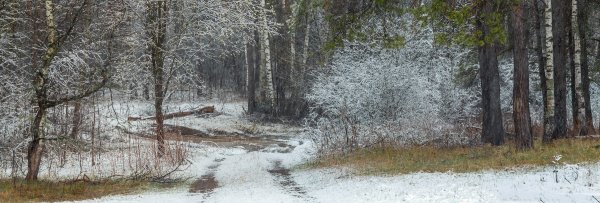 Апрельский лес со снегом