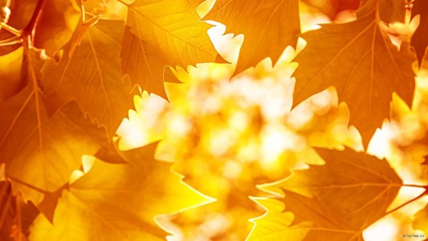 Осенний фон