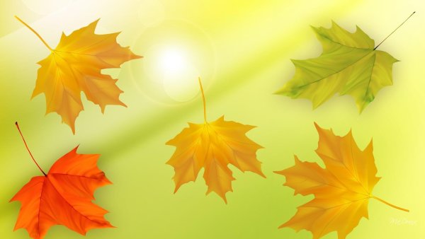 Осенние листья на желтом фоне