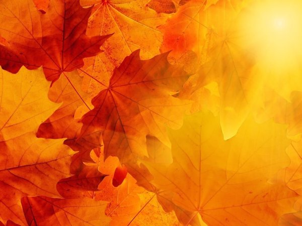 Подложки осень