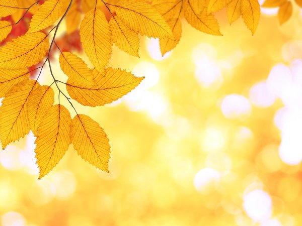 Осенний фон