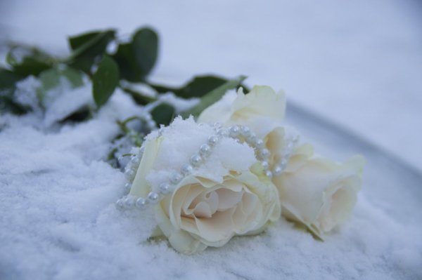 Красивое фото Роза на снегу