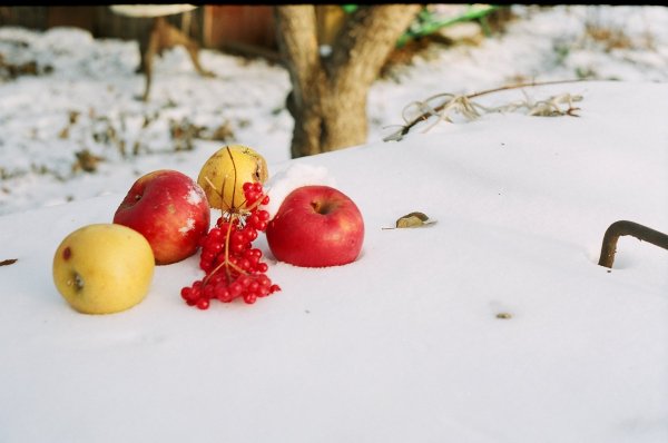 Яблоки на снегу