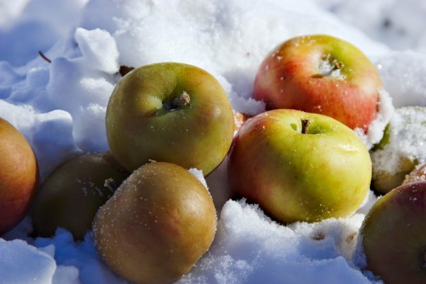 Зимние яблоки