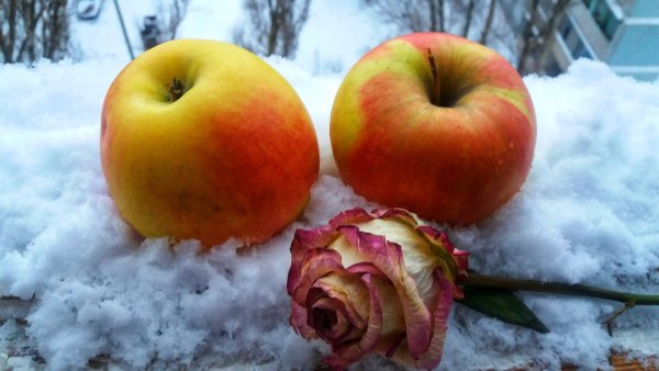 Яблоня в снегу