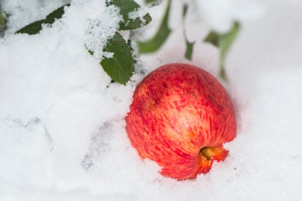 Яблоки на снегу
