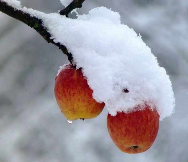 Фруктовые деревья в снегу