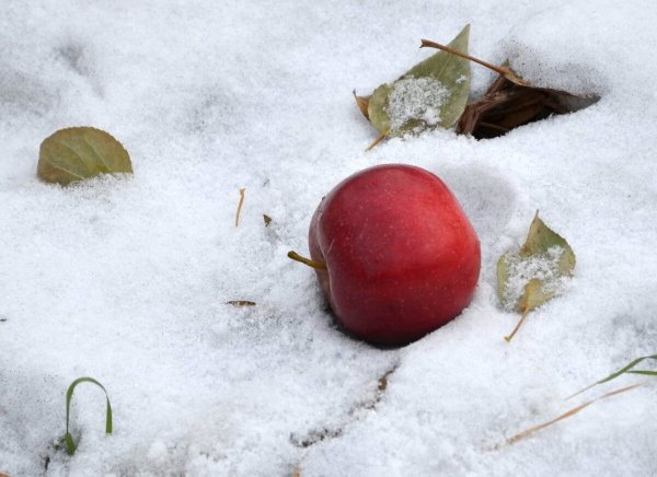 Яблоки на снегу
